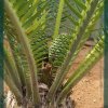 Nubimontanus various forms - Plant